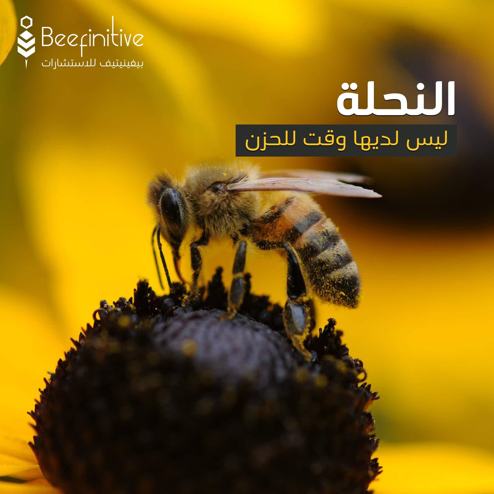 النحلة ليس لديها وقت للحزن